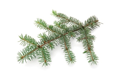 Photo of Branch of Christmas tree on white background