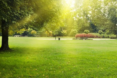 Photo of Beautiful view of public city park with many trees, green grass and dry leaves