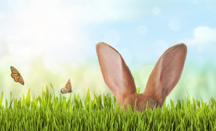 Image of Cute Easter bunny hiding in green grass outdoors, space for text 