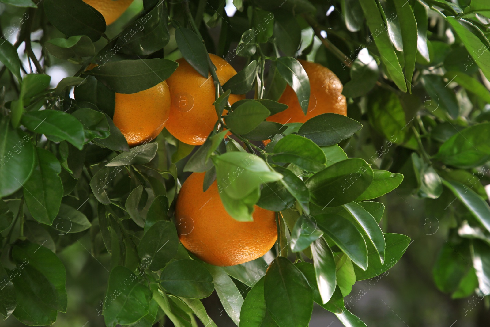 Oranges among green leaves on tree outdoors, closeup Photo of Oranges among green leaves on tree outdoors, closeup
