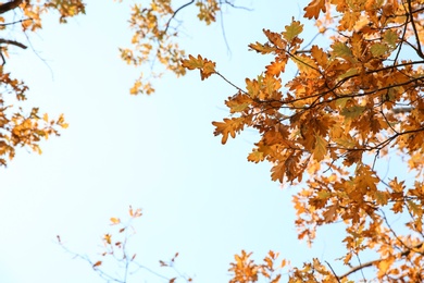 Photo of Tree branches with autumn leaves against sky. Space for text