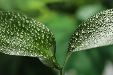 Photo of Closeup view of beautiful green leaves with dew drops