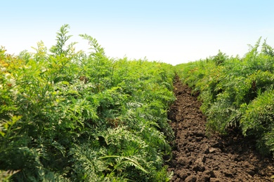 Photo of Beautiful view of carrot field on sunny day. Organic farming