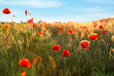 Photo of Sunlit field of beautiful blooming red poppy flowers and blue sky