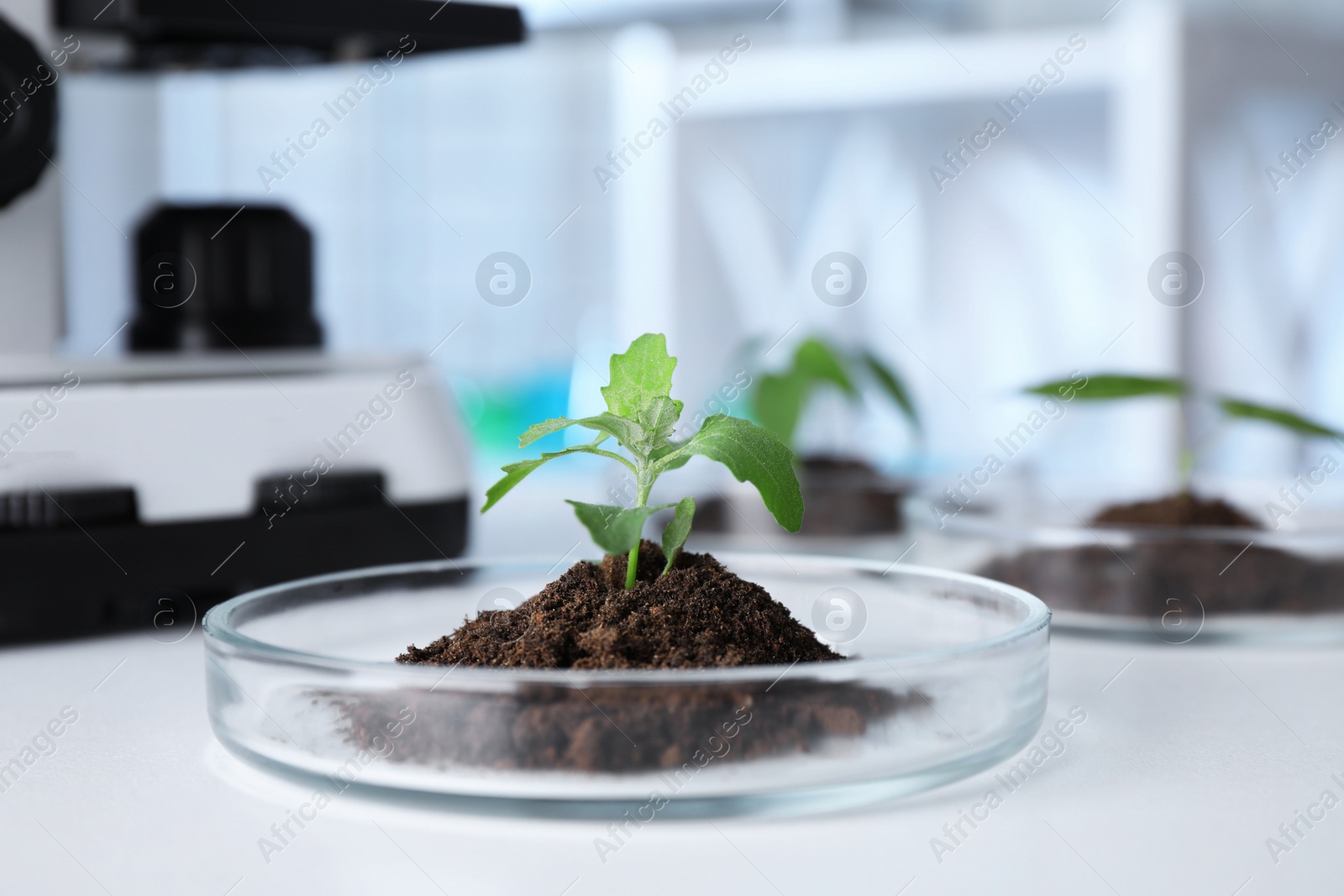 Photo of Green plant in Petri dish on table in laboratory. Biological chemistry