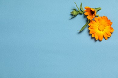 Photo of Beautiful fresh calendula flowers on light blue background, flat lay. Space for text