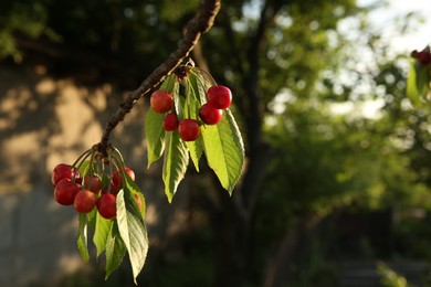 Photo of Cherry tree with green leaves and unripe berries growing outdoors, closeup. Space for text