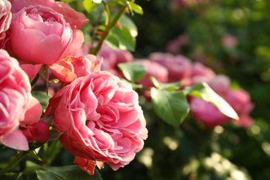 Photo of Beautiful blooming pink roses on bush outdoors, closeup. Space for text