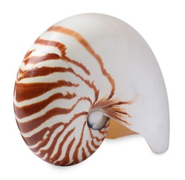 Photo of One beautiful nautilus shell isolated on white