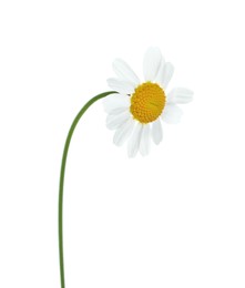 Photo of Beautiful tender chamomile flower isolated on white