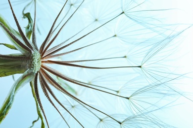 Photo of Dandelion seed head on color background, close up
