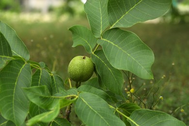 Photo of Green unripe walnut on tree branch outdoors