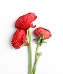 Photo of Beautiful ranunculus flowers on white background, top view