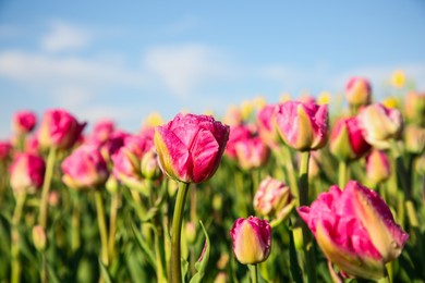 Photo of Beautiful pink tulip flowers growing in field on sunny day, closeup