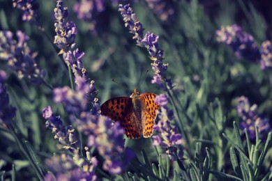 Photo of Beautiful butterfly in lavender field on sunny day, closeup