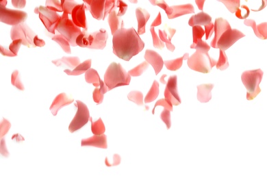 Photo of Falling rose petals on white background