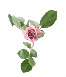 Photo of Beautiful fresh rose flower on white background