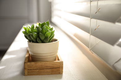 Photo of Beautiful echeveria on windowsill indoors. Succulent plant