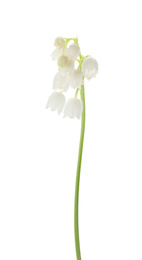 Photo of Beautiful lily of the valley isolated on white