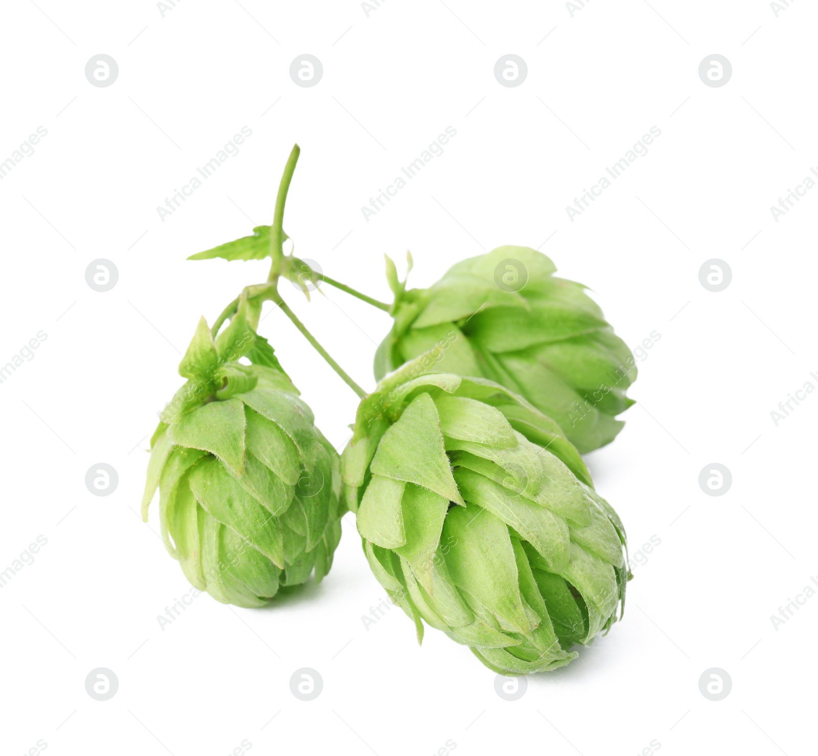 Photo of Fresh green hops on white background. Beer production