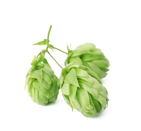 Photo of Fresh green hops on white background. Beer production