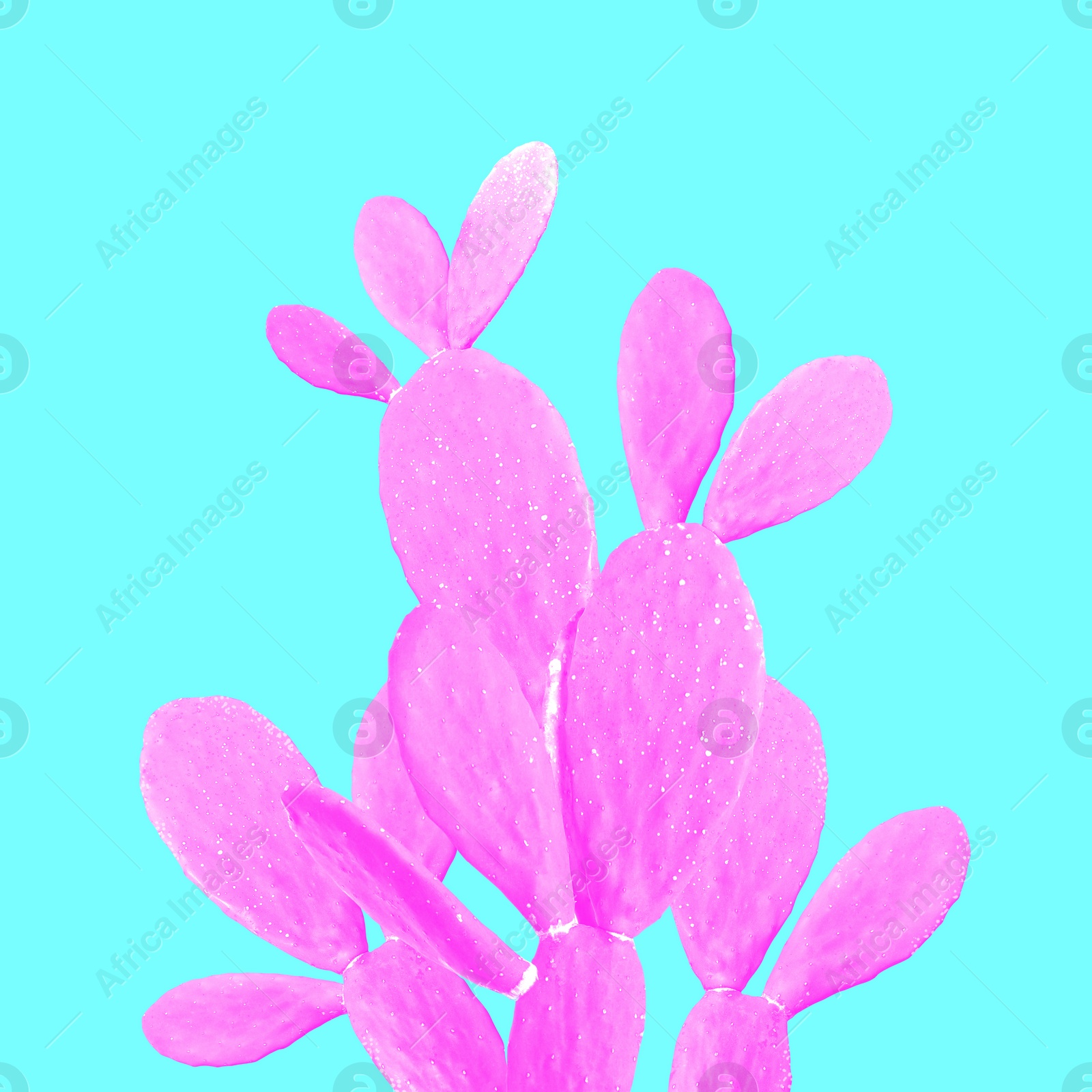 Image of Beautiful pink cactus plant on cyan background