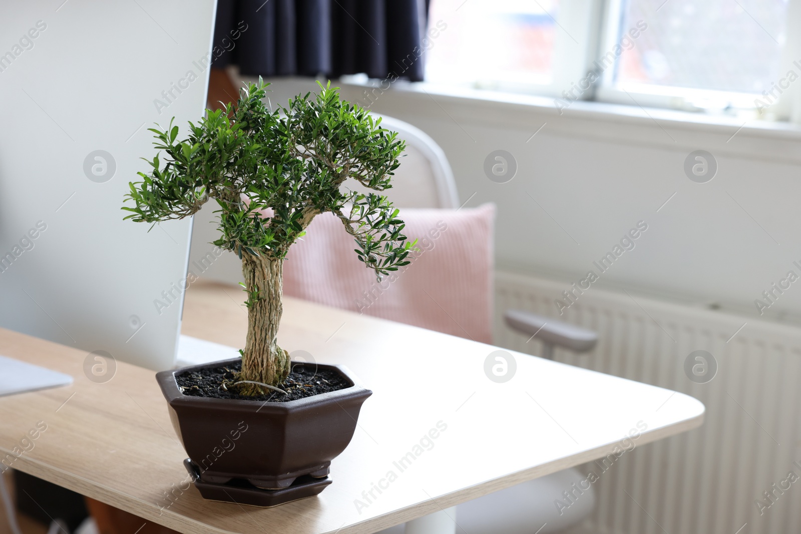 Photo of Beautiful bonsai tree in pot on wooden table indoors, space for text