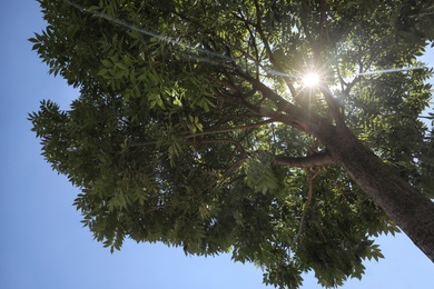 Photo of Green tree on sunny day, bottom view