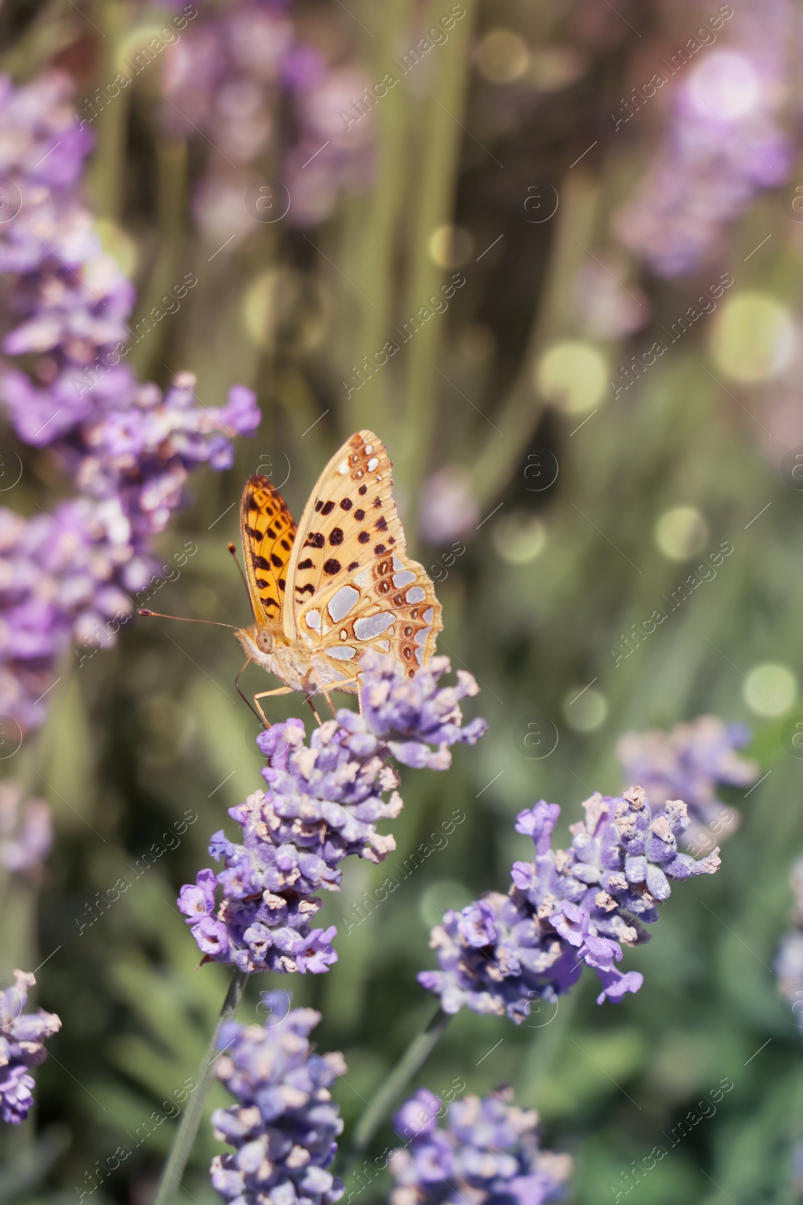 Photo of Beautiful butterfly in lavender field on sunny day, closeup