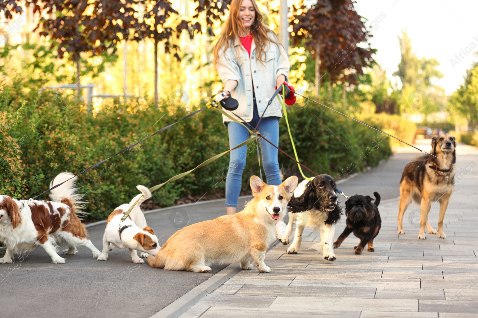 Photo of Young woman walking adorable dogs in park