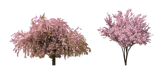 Image of Beautiful blossoming sakura trees on white background, collage. Banner design