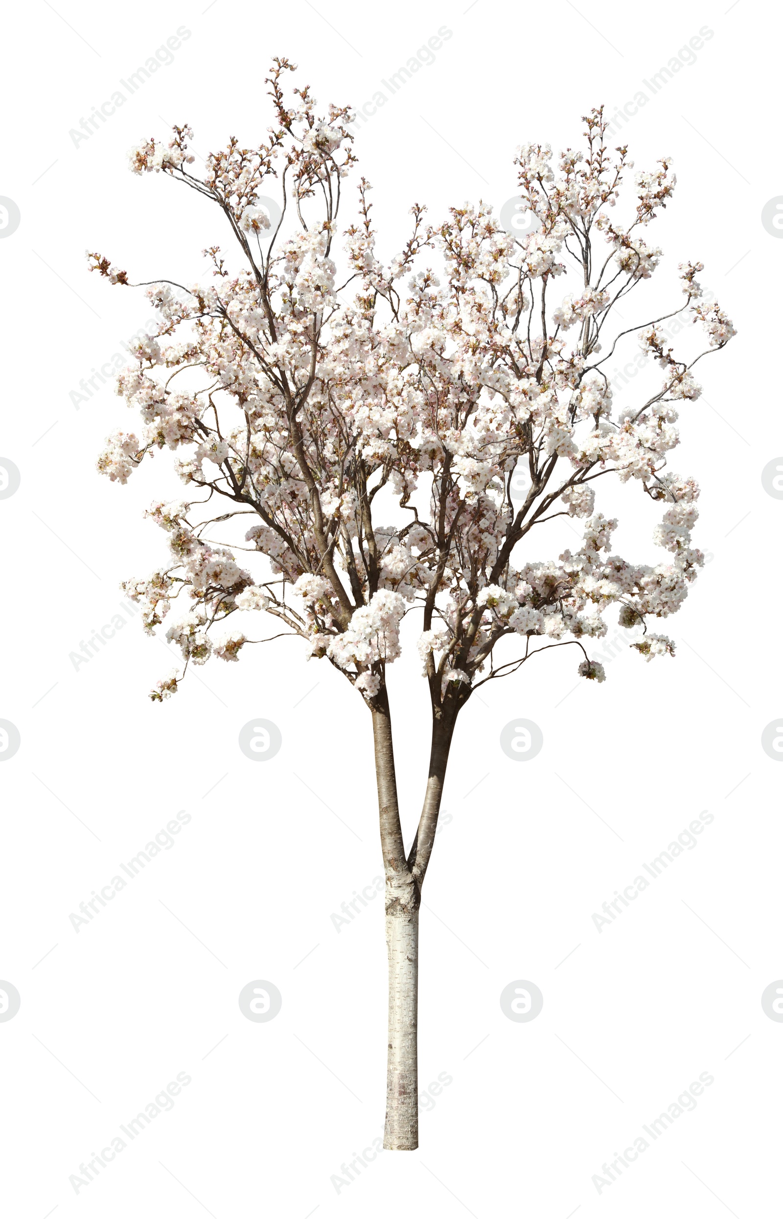 Image of Beautiful blossoming sakura tree on white background