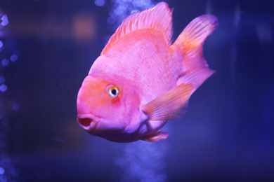 Photo of Beautiful blood parrot cichlid fish in clear aquarium, closeup