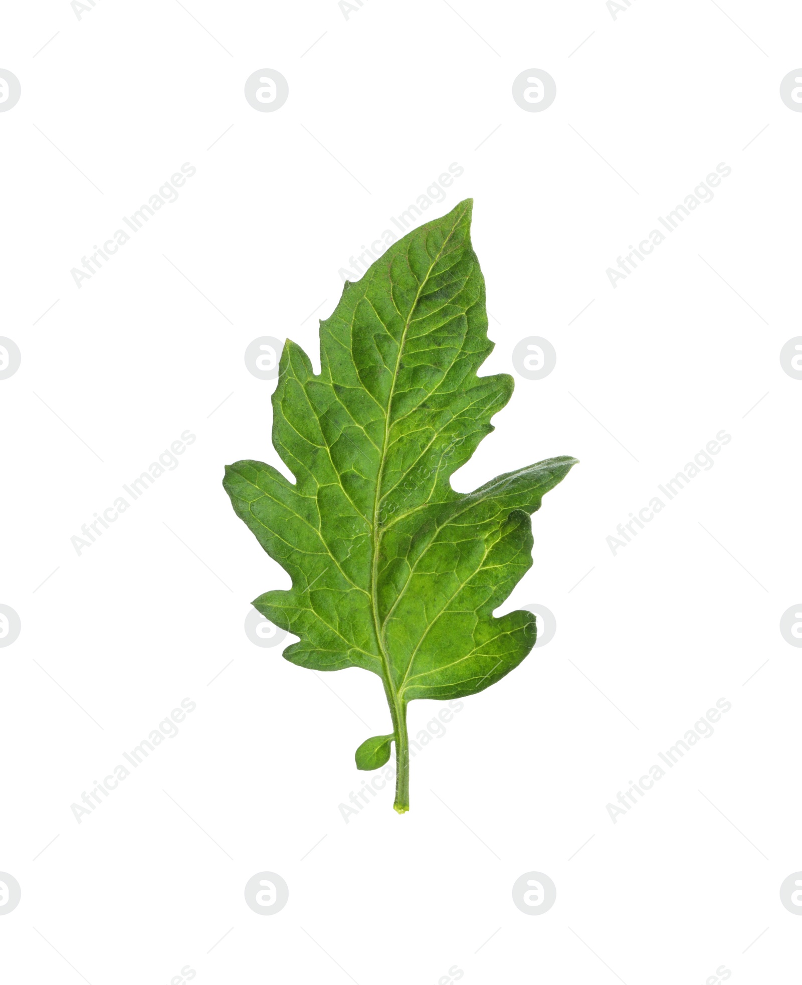 Photo of One green leaf of cherry tomato isolated on white