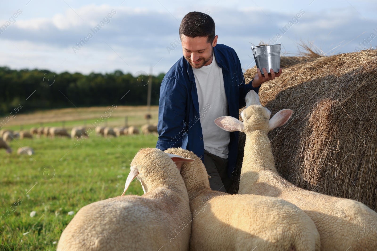 Photo of Smiling man with bucket feeding sheep near hay bale on animal farm