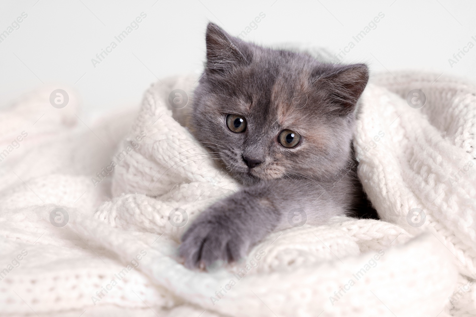 Photo of Cute fluffy kitten in white knitted blanket against light background