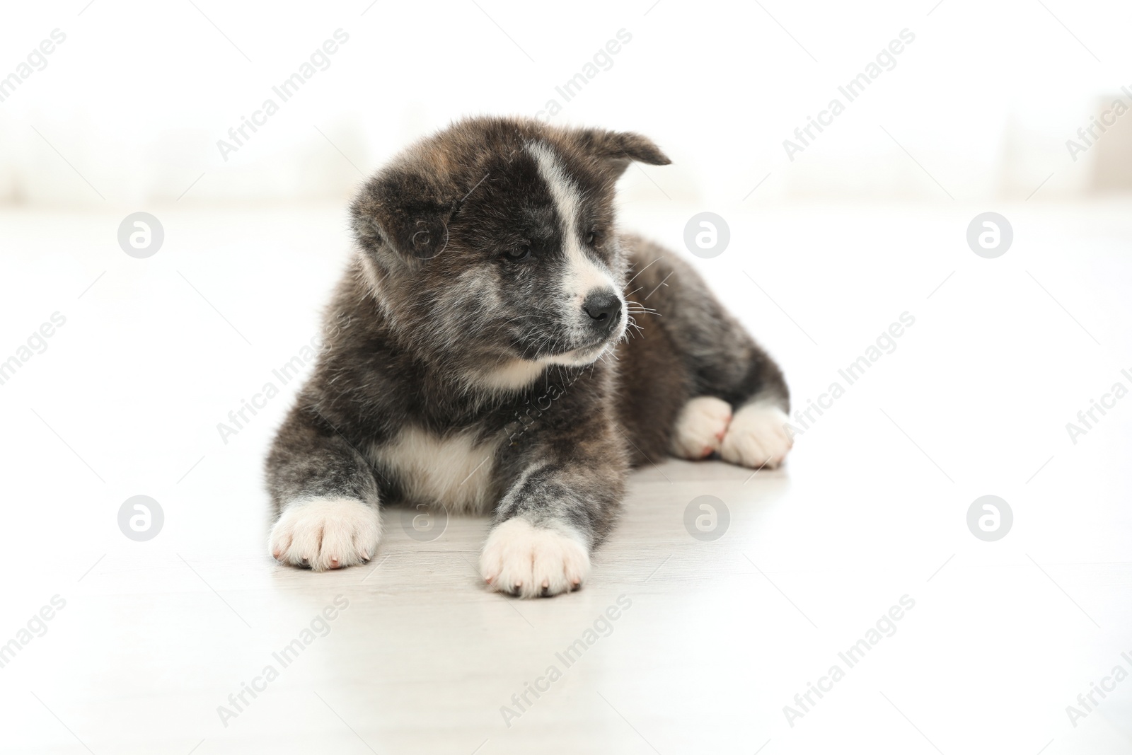 Photo of Cute Akita inu puppy on floor indoors. Friendly dog