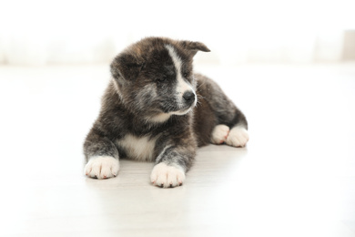Photo of Cute Akita inu puppy on floor indoors. Friendly dog