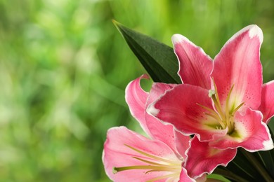 Photo of Beautiful pink lily flowers outdoors, closeup. Space for text