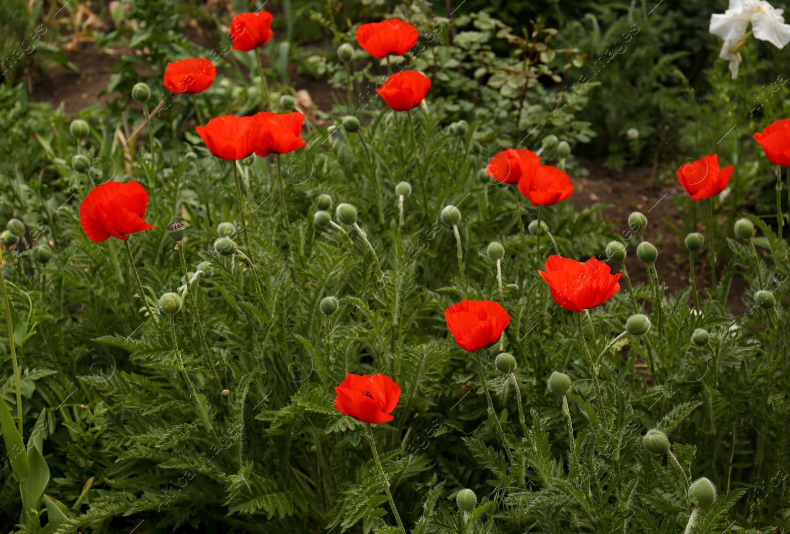 Photo of Many beautiful blooming red poppy flowers outdoors