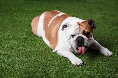 Photo of Adorable funny English bulldog lying on grass
