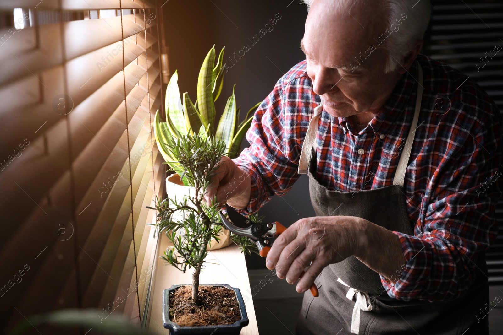 Photo of Senior man taking care of Japanese bonsai plant near window indoors. Creating zen atmosphere at home