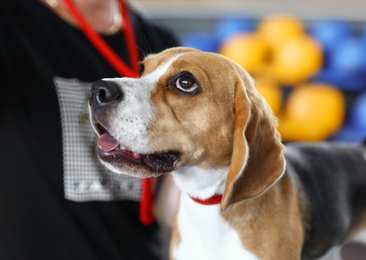 Photo of Owner with cute funny beagle at dog show, closeup
