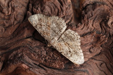 Photo of Alcis repandata moth on wooden textured background, top view