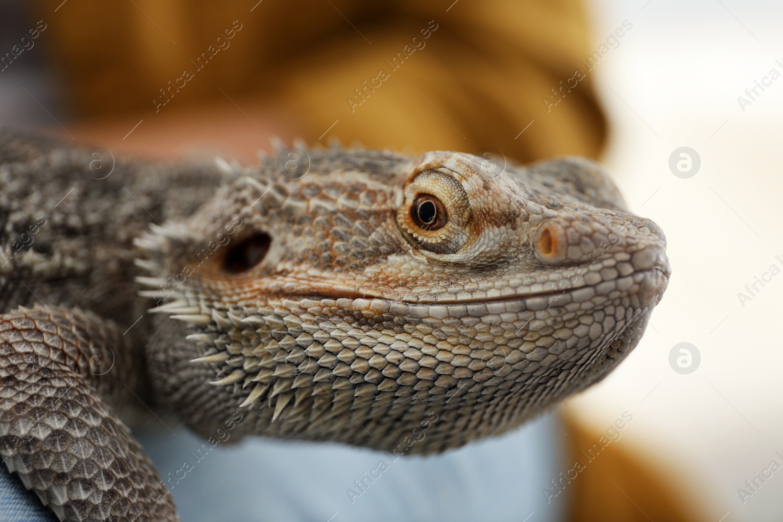 Photo of Young woman with bearded lizard at home, closeup. Exotic pet