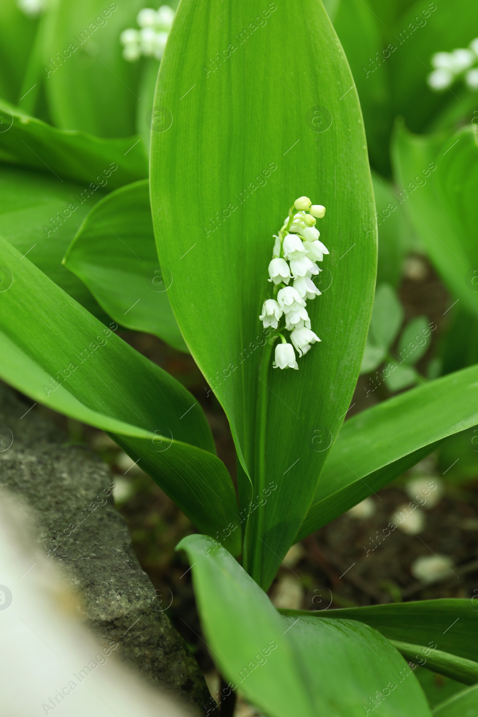 Photo of Beautiful lily of the valley outdoors on spring day, closeup