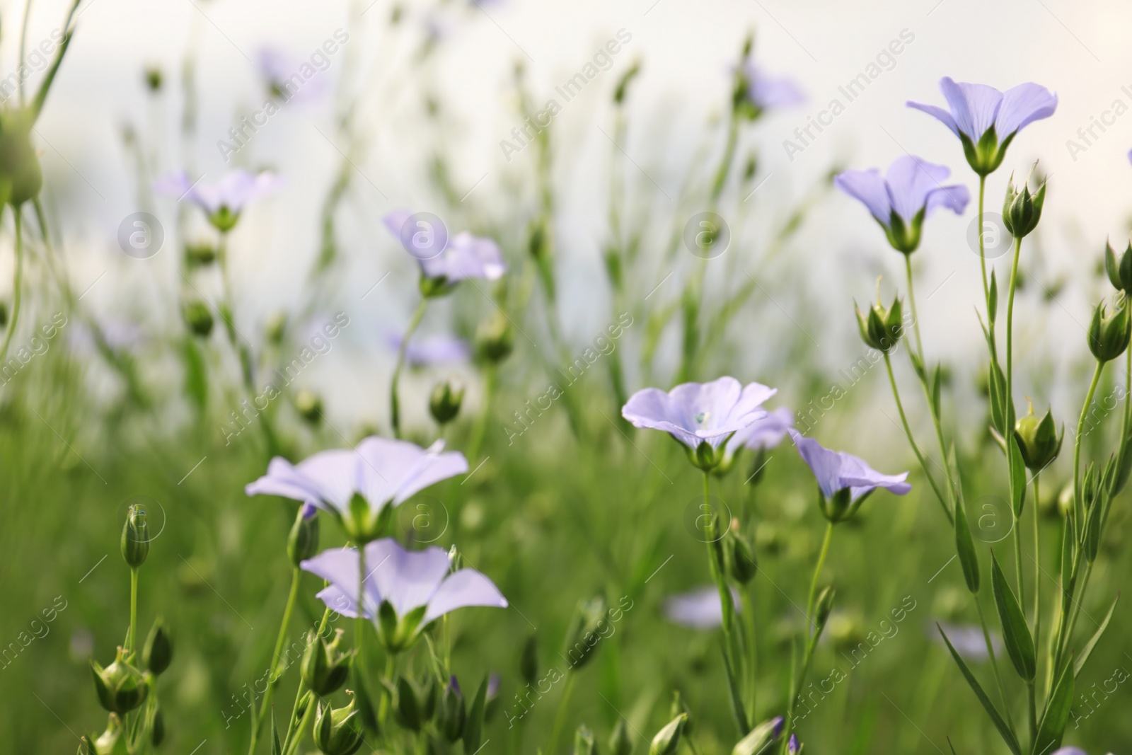 Photo of Closeup view of beautiful blooming flax field