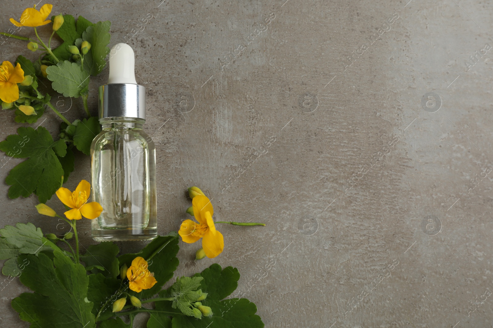 Photo of Bottle of natural celandine oil and flowers on grey stone table, flat lay. Space for text