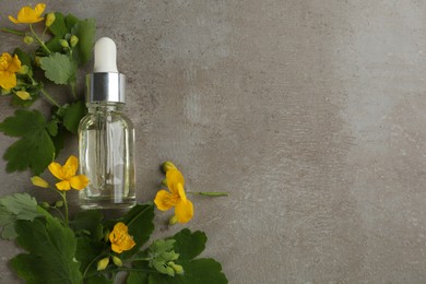 Photo of Bottle of natural celandine oil and flowers on grey stone table, flat lay. Space for text