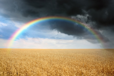 Amazing rainbow over wheat field under stormy sky